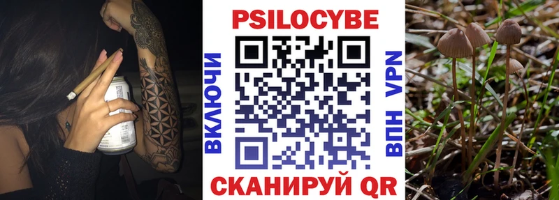 Галлюциногенные грибы Psilocybe  даркнет сайт  Кашира 